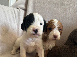 Beautiful cockapoo  Puppies boys and girls