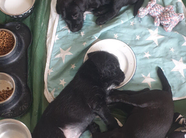 Two female Patterdale terriers for sale