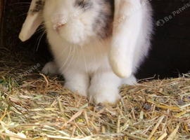 Lop Boy 20 wks