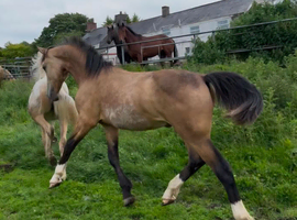 Reg section D colt