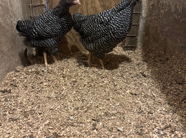 2 Barred Plymouth Rock Pullets