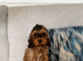 F1 Show Line Cockapoo Puppies ️