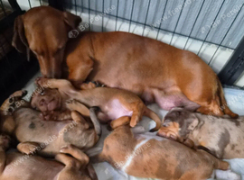 Minature Dachshunds (Short -haired)