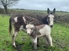 STANDARD JENNY FOAL
