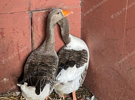 Pair of toulouse geese unrelated