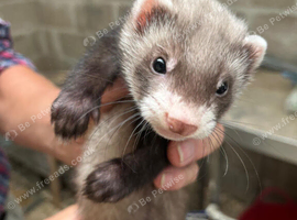 Polecat Kit Hobs 9 weeks old