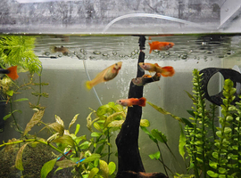 Guppies