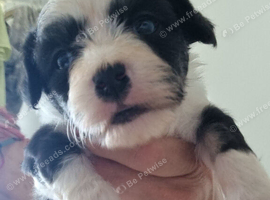 Chinese Crested Powder Puff Puppies &ndash; 3 Boys & 1 Girl &ndash; Ready Now
