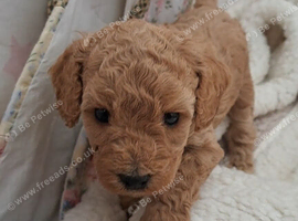 Beautiful toy poodle babies