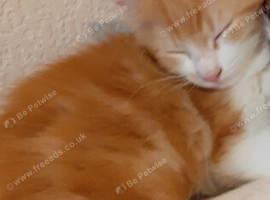 Ginger kitten