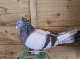 Very good quality of turkish tumbler pigeons