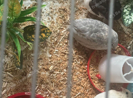 Button Quail with full Setup cage.