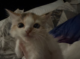 Kitten