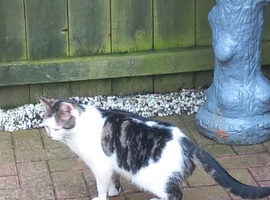 Female cat