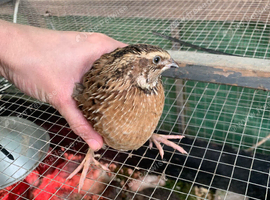 Male quails