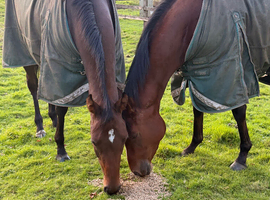 Gorgeous filly sensible ride