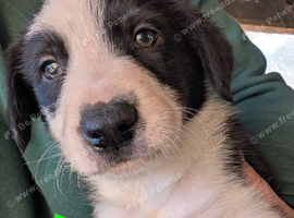 5 border collie puppies