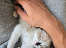 Gorgeous seal point kitten