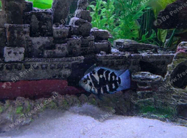 blue polar parrots Cichlid