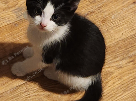 4 beautiful kittens for sale