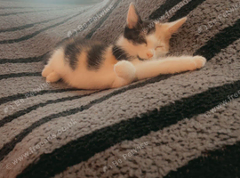 Georgeous calico little girl
