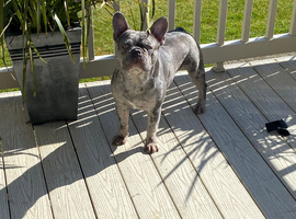 Lilac merle French bulldog