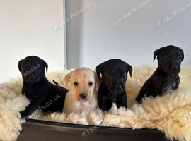 Beautiful Labradors Girls&Boys