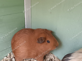 Female baby and male guinea pig