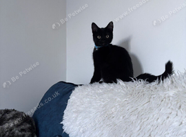 Maine coon kitty , mum Maine x British shorthair dad Maine coon