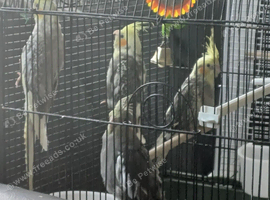 4 hand tame cockatiels