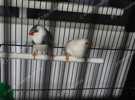 Pair of zebra finches