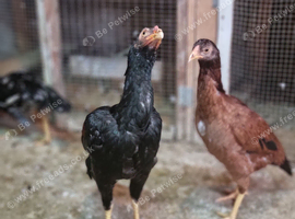 Chicken for sale