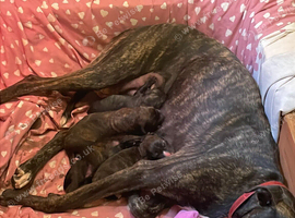 4 beautiful brindle puppies ready to go!