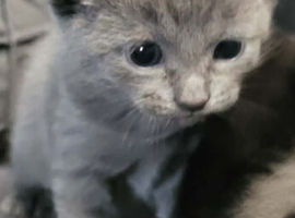 Beutiful kittens