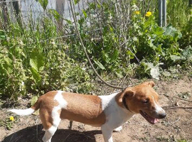 Male Jack Russell