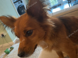 Jack/york dog