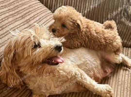 REDUCED FOR URGENT SALE!! BEAUTIFUL KOREAN MALTIPOO GIRL. EXTRA MINI!!