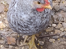 Cream Legbar  Cocks Young Chickens Blue Egg