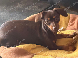 6 month female chiweenie