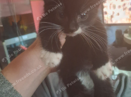 Kittens ready to leave