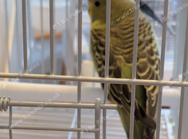 BF budgies