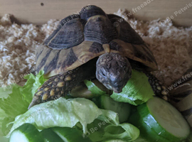 2 Herman tortoises looking for a loving home.