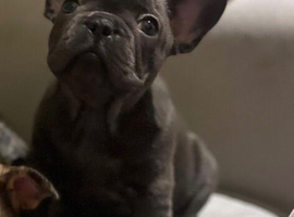 1 gorgeous blue boy left