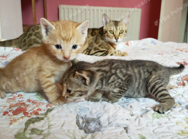Ginger Grey Tabby Bengal X kittens