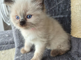 Ragdoll kittens ready for there new homes
