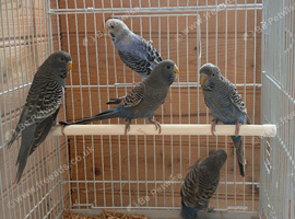 Blackface Budgies