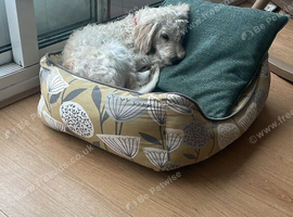 Stunning 7 months old Yorkiepoo