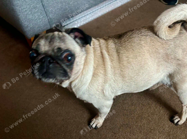 6 year old female pug