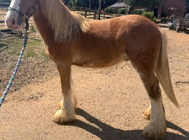 Stunning chestnut cob