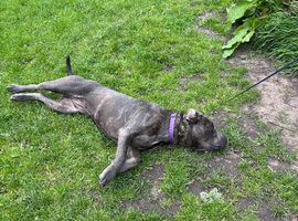 Stud wanted for female 2 years old cane corso